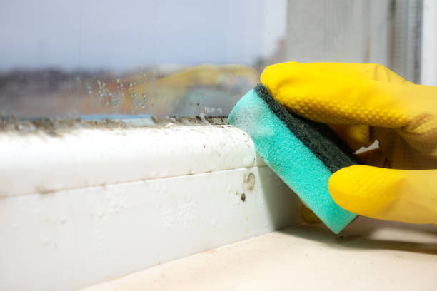 Crawl Space Mold Removal in East Freehold, NJ