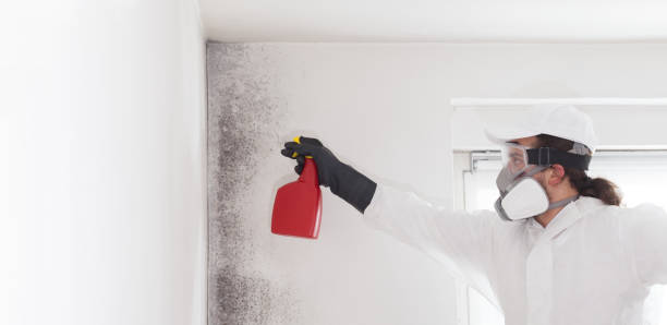 Best Black Mold Removal  in East Freehold, NJ