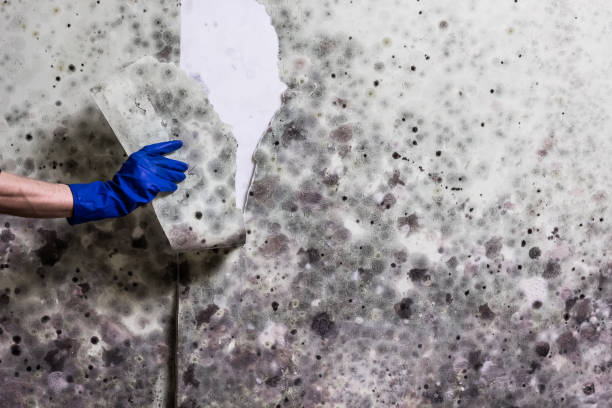 Best Mold Removal Company Near Me  in East Freehold, NJ