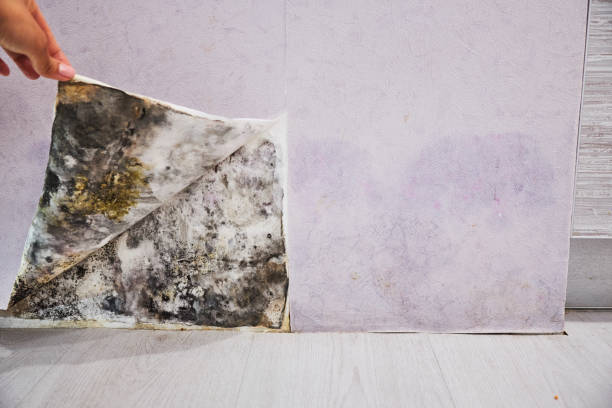 Best Attic Mold Removal  in East Freehold, NJ